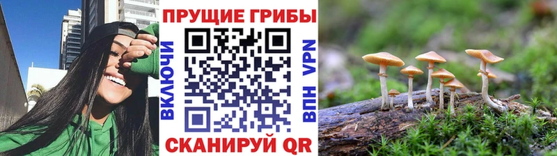 Галлюциногенные грибы прущие грибы  Мончегорск 